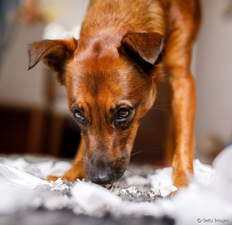 O adestramento de cães é uma ótima forma de ensinar o seu amigo a parar de comer o que encontra pelo chão!
