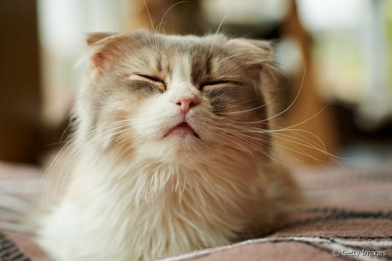 O gato com rinotraqueíte pode ficar mais apático, ter tosse, febre e espirrar bastante. Saiba mais sobre a doença!