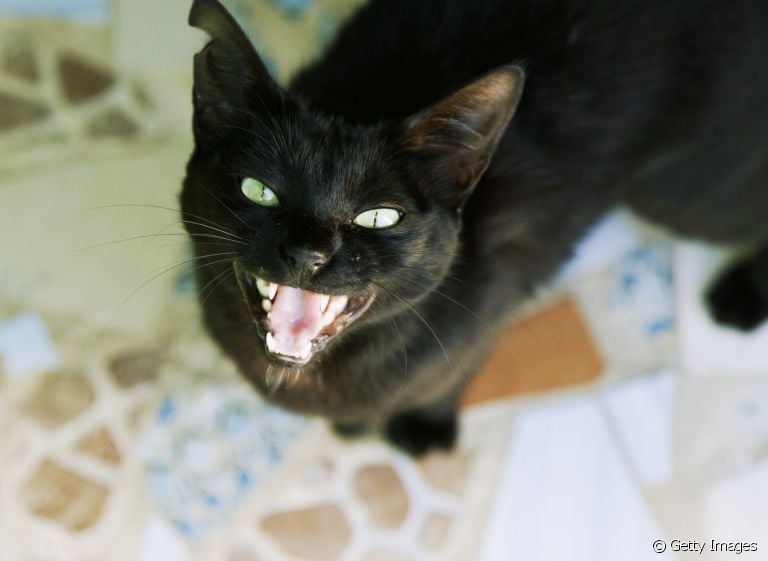 Seu gato fica miando e pedindo comida mesmo quando o potinho dele está cheio? Veja os motivos para esse comportamento!