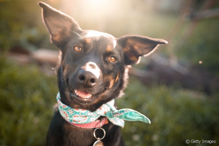 Dentes de cachorro: veja que fatores podem influenciar no sorriso do seu amigo