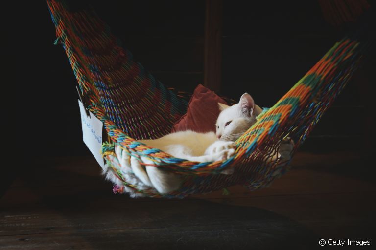 A rede de cadeira para gatos é uma ideia super válida para dar mais qualidade de vida para felinos que não gostam de altura