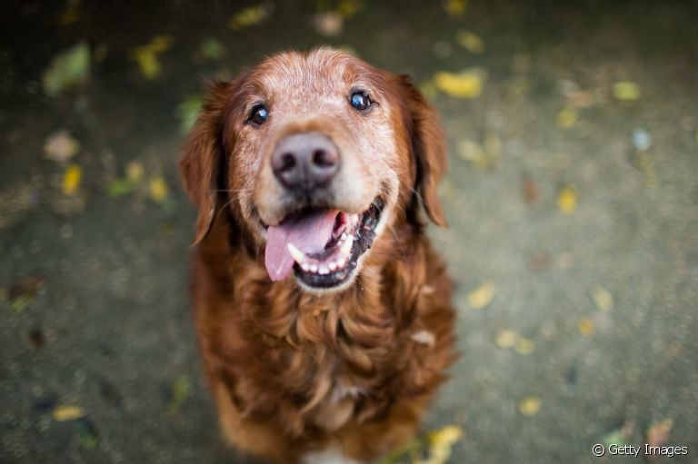 Fungos em cachorro: descubra o que fazer para prevenir o problema e garantir o bem-estar do seu amigo 