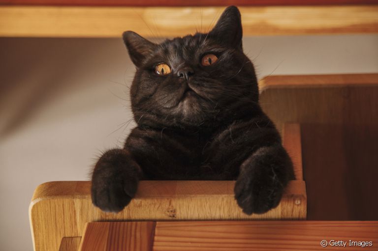 A raiva felina é uma doença muito perigosa e requer atenção do tutor