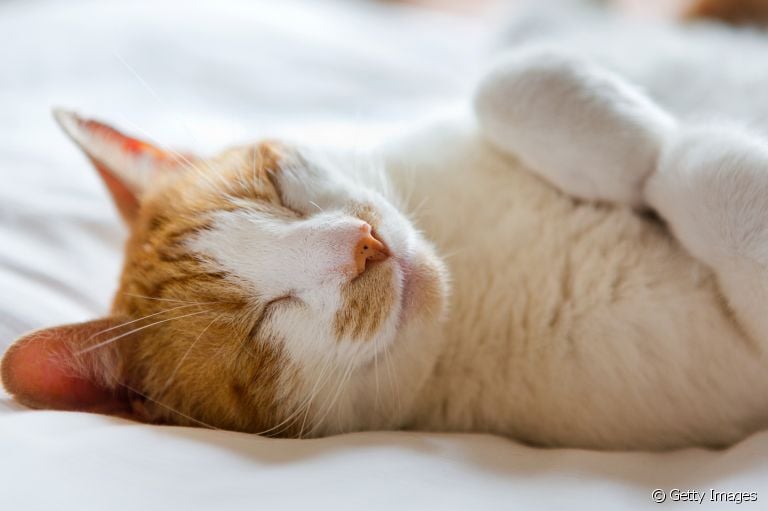 Já se perguntou se seu gato sonha? Vem que a gente te conta o que acontece no sono dos felinos!