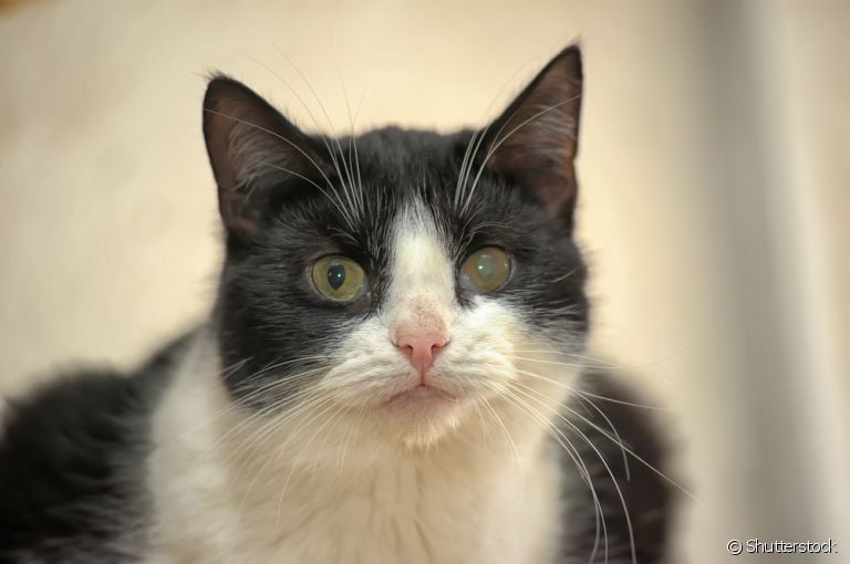 Glaucoma em gatos: saiba mais sobre essa doença ocular que pode atingir o seu bichano