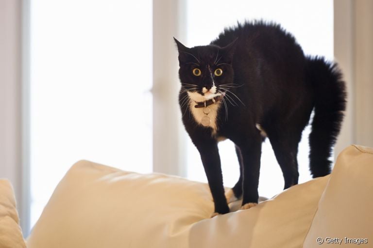 Gato com espasmos musculares? Pode ser hiperestesia felina! Saiba mais sobre a doença a seguir