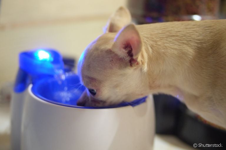 Fonte de água para cachorro: veja os benefícios do acessório!