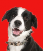 Linguagem canina: aprenda em infográfico o que seu cachorro quer dizer com alguns comportamentos