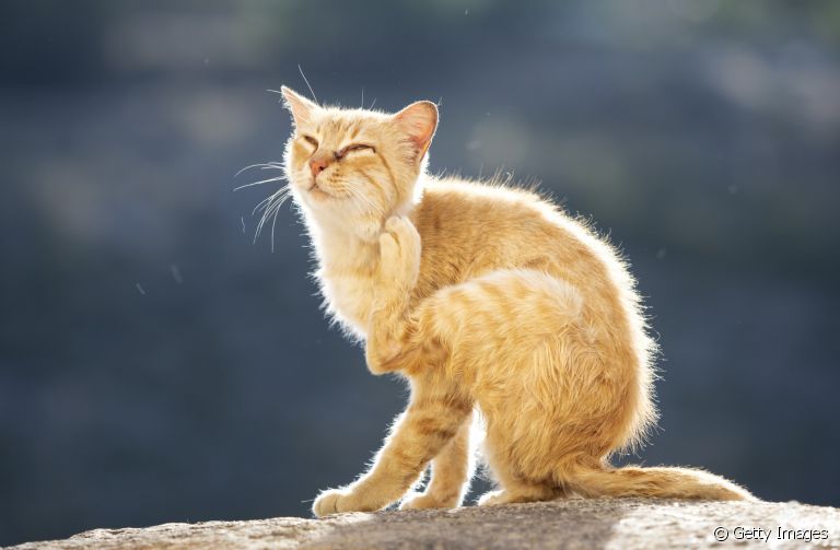 Os parasitas de gatos mais comuns são as pulgas, carrapatos e os vermes