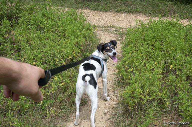 Alguns acessórios para cachorro são indispensáveis para um passeio de qualidade!