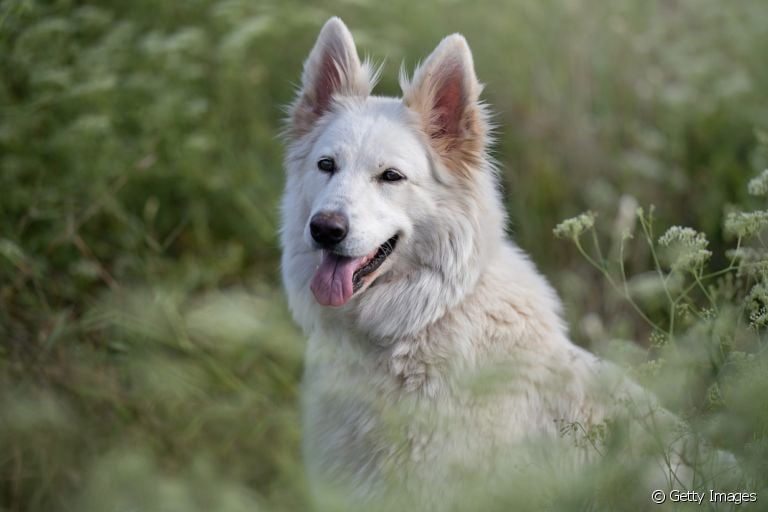 Pastor Branco Suíço: se apaixone também por essa raça de cachorro!