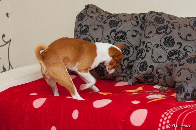 Já viu um cachorro cavando a cama antes de dormir? Descubra o motivo por trás desse comportamento!