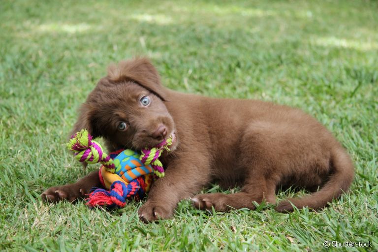Mordedor para cachorro filhote ajuda no desenvolvimento do animal. Entenda mais!
