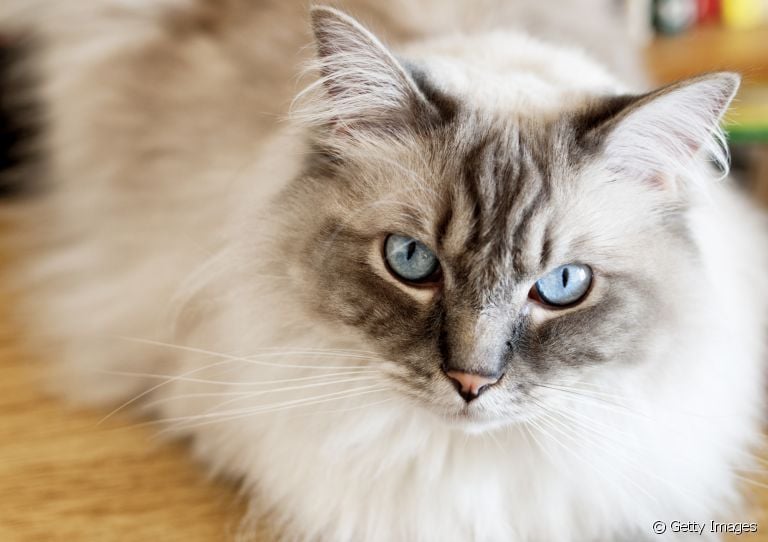Do Ragdoll ao Sphynx, conheça as raças de gato que mais precisam de certos cuidados!