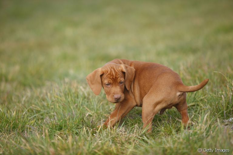 Cachorro andando em círculos: comportamento pode ser um alerta para a saúde do seu amigo