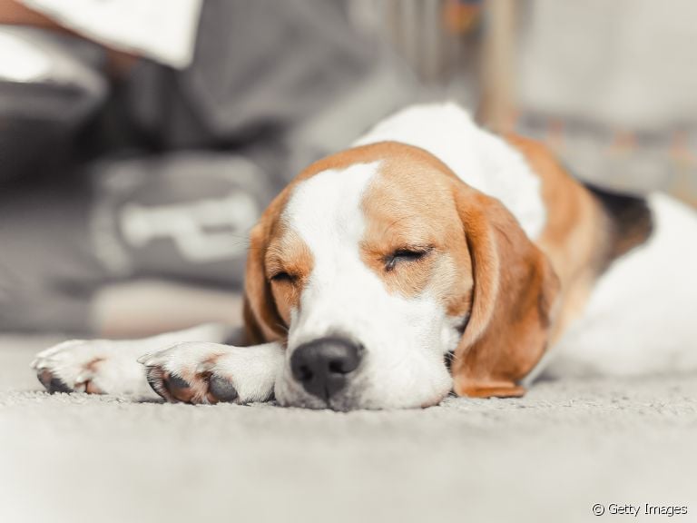 Cachorro dormindo: já parou para se perguntar sobre as horas de sono do seu cão?