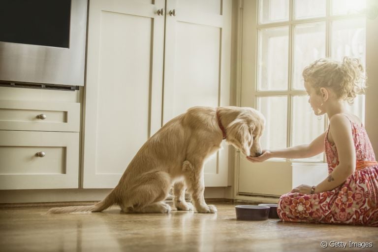 Descubra quantas vezes o cachorro deve comer por dia!