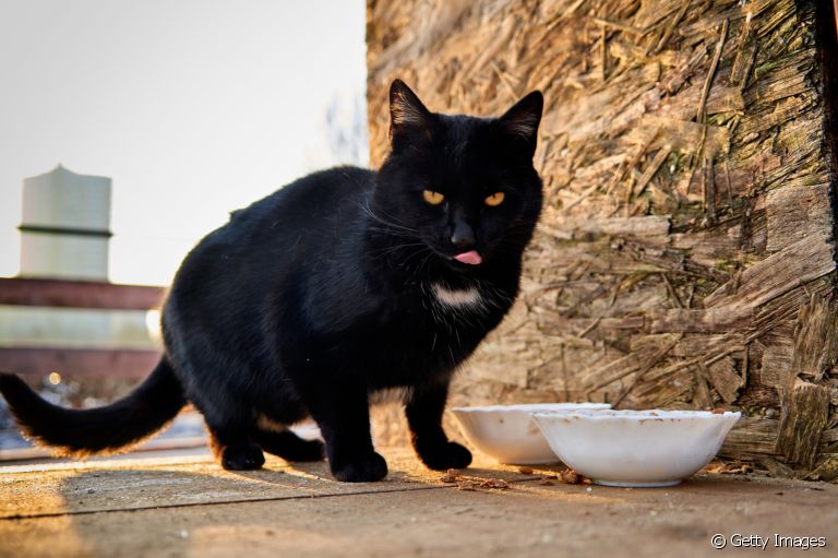 A ração light para gatos é uma boa opção se o seu gatinho tiver tendência para engordar
