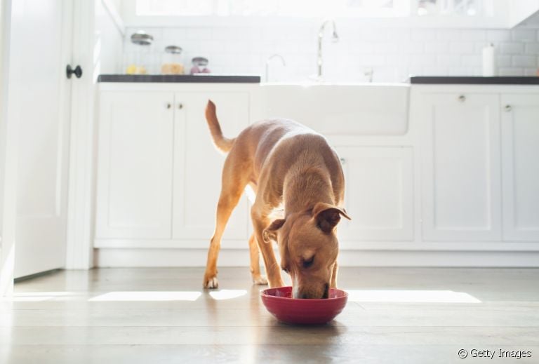 Ração úmida: cães não resistem a esse tipo de comida, que é muito gostosa e nutritiva