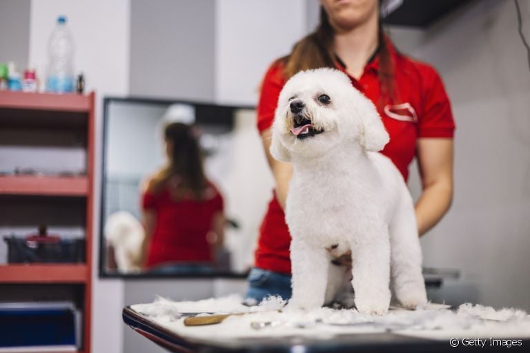Tosa de Poodle: veja os diferentes tipos de cortes para deixar seu cãozinho bem lindão!