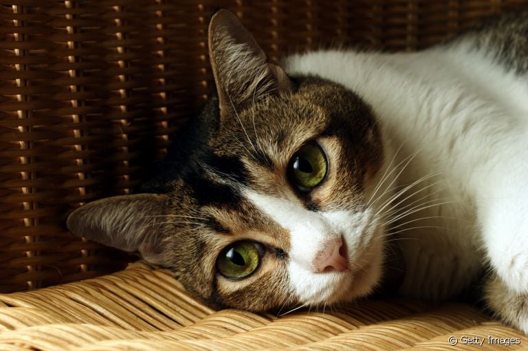 O câncer de gato é uma doença bastante perigosa e que precisa de atenção