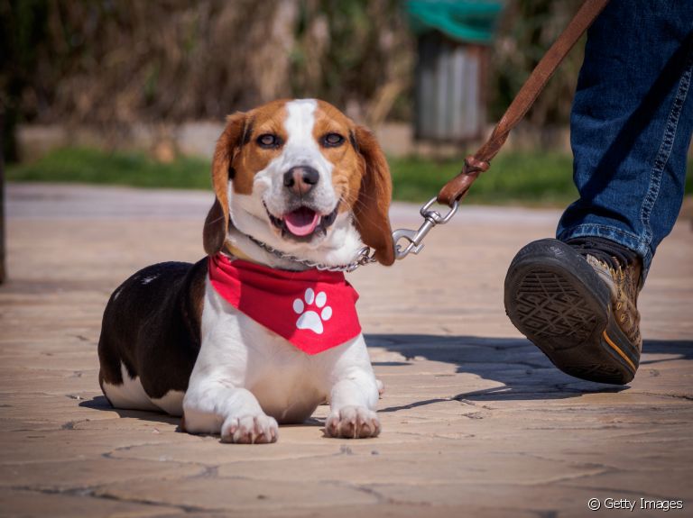 Bandana para cachorro: confira algumas ideias para se inspirar