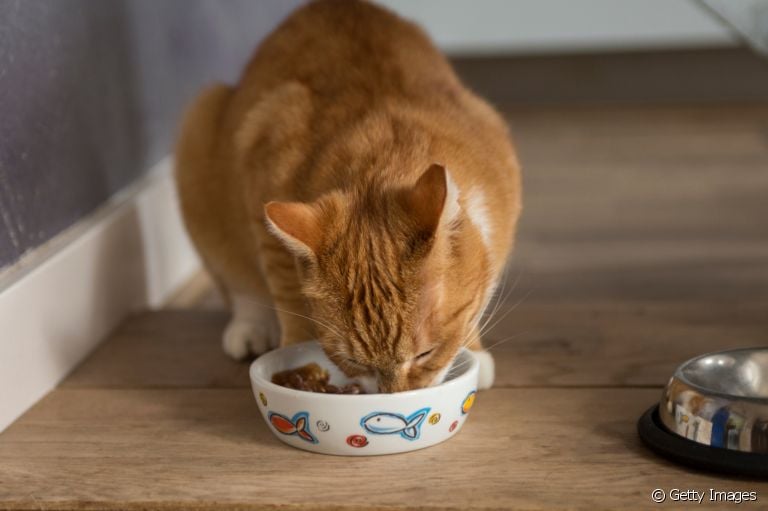  A alimentação do gato precisa ser de qualidade e na medida certa