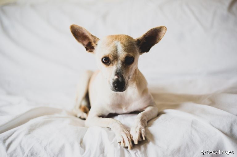  Verme em cachorro: v eja alguns sintomas que indicam o problema de saúde 