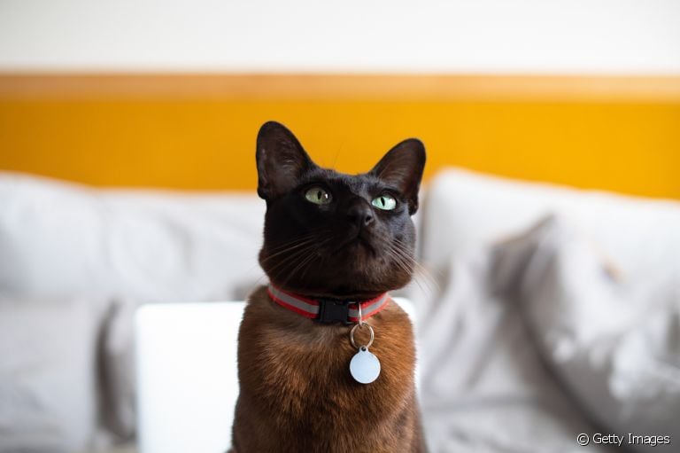  Alguns acessórios para gatos são essenciais para garantir a segurança e o bem-estar do seu pet 