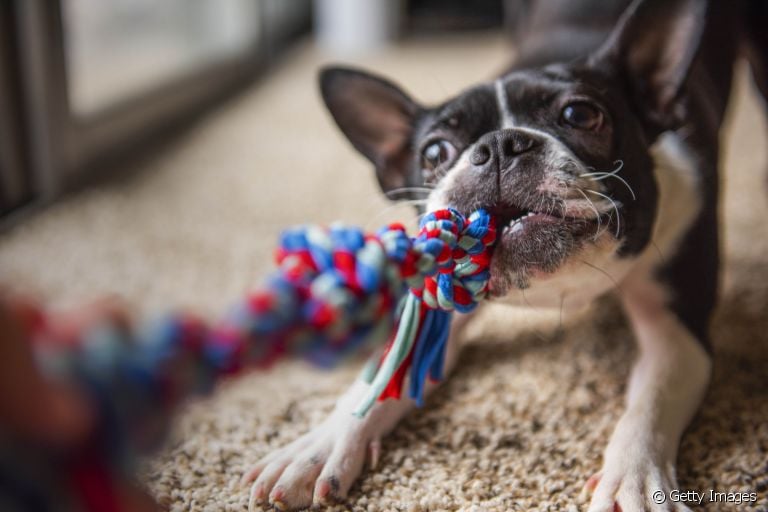 Lidar com um cachorro estressado nem sempre é fácil, mas algumas atividades podem ajudar a distraí-lo