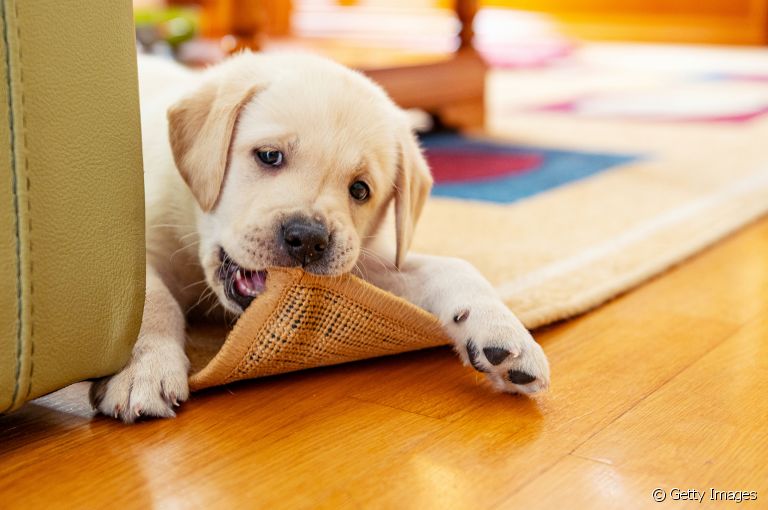 Saber como ensinar cachorro a não morder ou fazer xixi no lugar certo é importante nos primeiros meses de vida do filhote