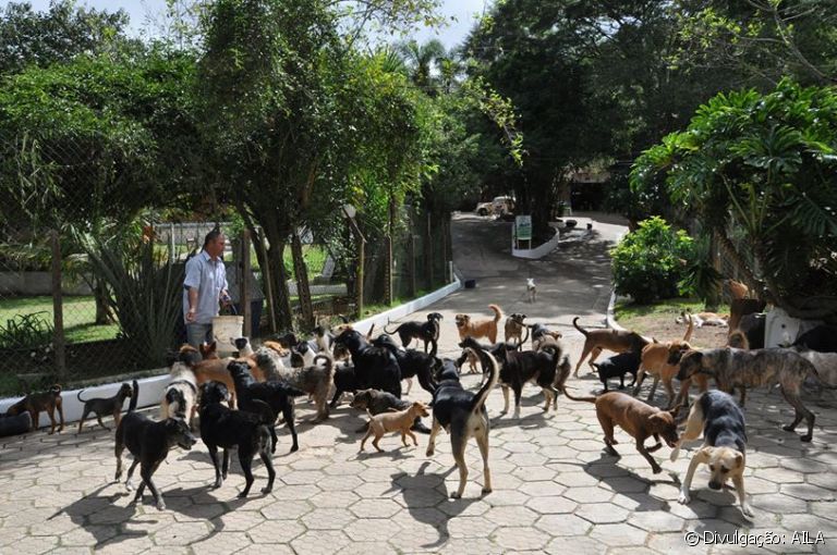 A AILA (Aliança Internacional do Animal), de São Paulo, já salvou a vida de mais de 120 mil pets