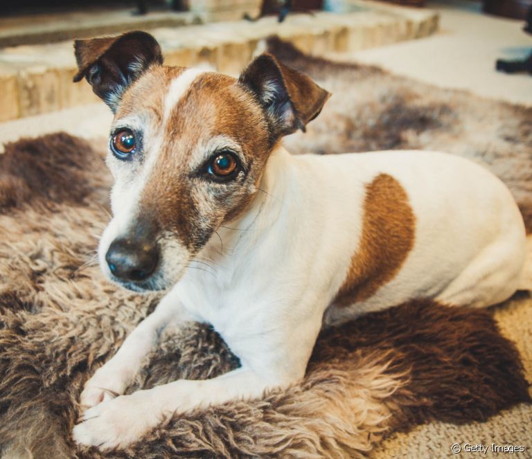 Se o seu cachorro é idoso e apresenta sinais de Alzheimer, é importante que ele receba alguns cuidados especiais