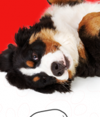 Aprenda em 8 passos como ensinar cachorro a fazer as necessidades no lugar certo (infográfico)