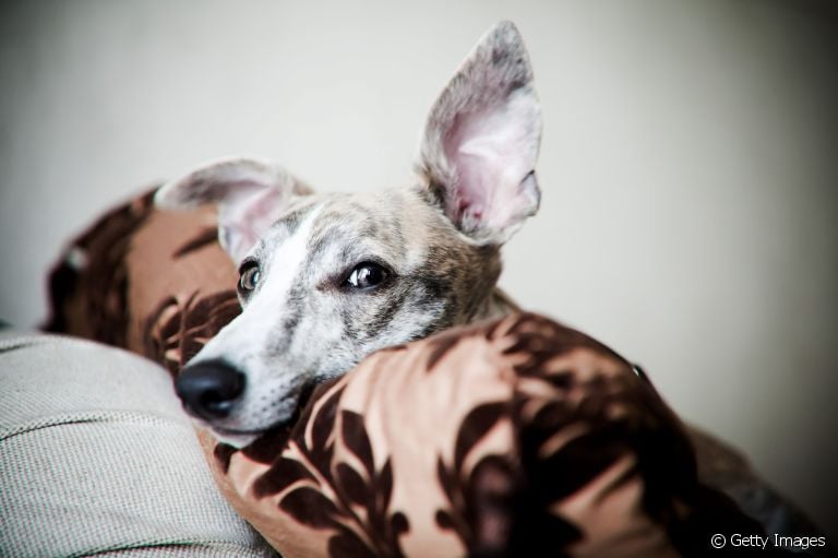 A audição do cachorro é bastante aguçada e cheia de curiosidades!