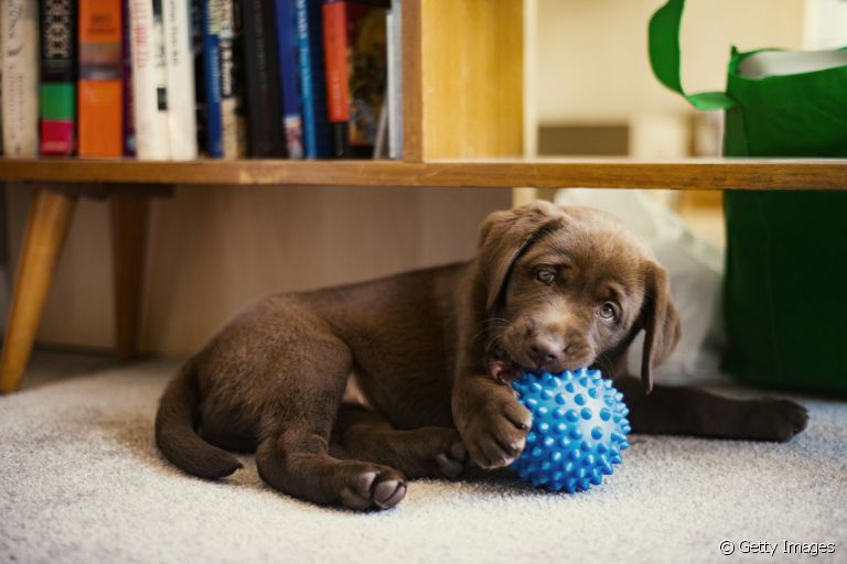 Brincadeiras para cachorros em apartamento: veja como gastar a energia do seu amigo dentro de casa
