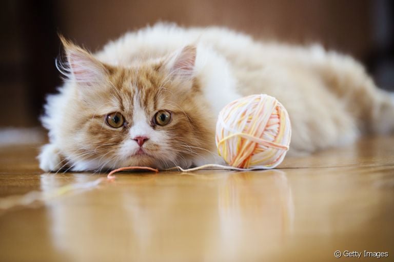O novelo de lã para gatos está na lista de brinquedos favoritos dos felinos. Mas você sabe por quê?