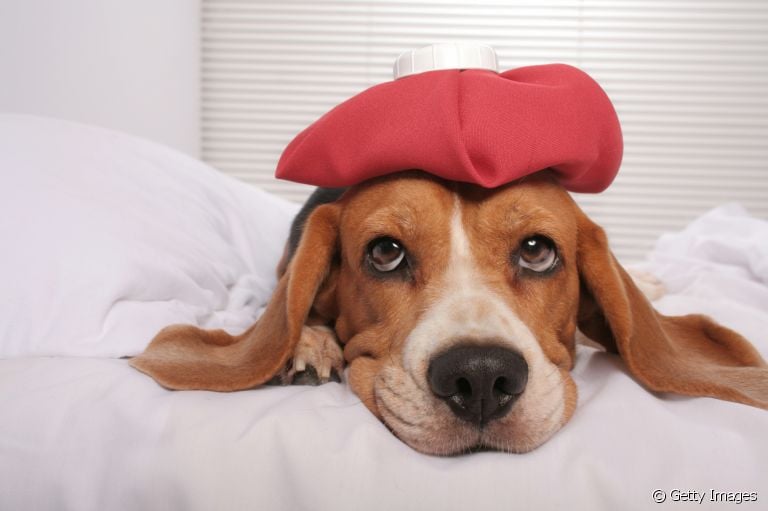  Cachorro com nariz escorrendo e espirrando pode ser gripe, mas a presença da secreção pode indicar outros problemas 