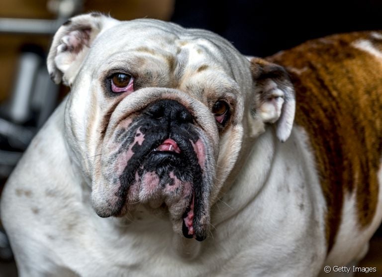 O cachorro com olho vermelho pode ser indicativo de uma série de doenças oculares. Saiba quais são as mais comuns! 
