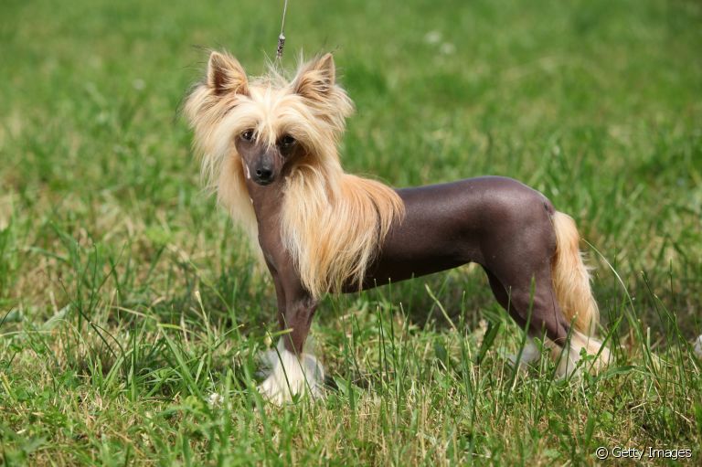 Cachorro sem pelo: descubra as raças sem pelagem mais famosas 