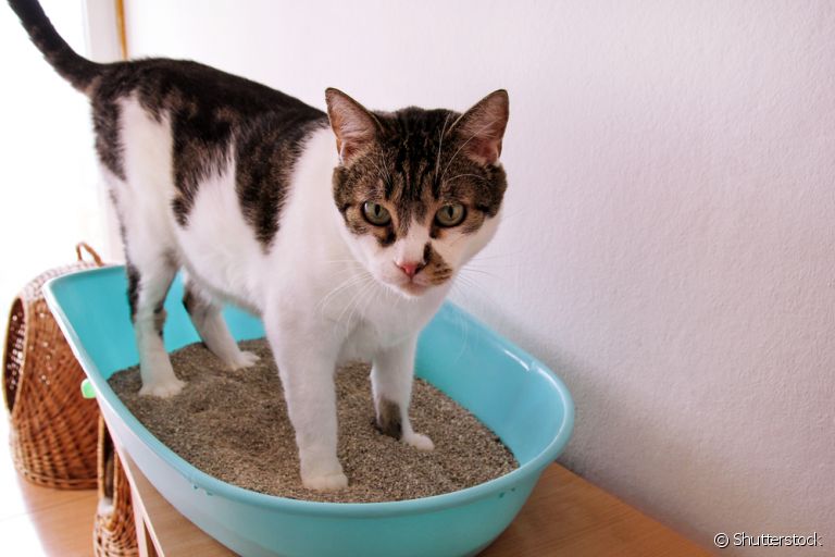 Dúvidas sobre a caixa de areia para gatos? Chegou a hora de entender tudo sobre o acessório!