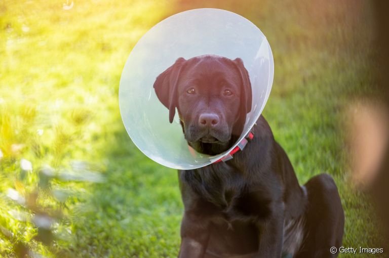 É verdade que cachorro castrado tem mais tendência a engordar depois da cirurgia? Veja o que descobrimos!