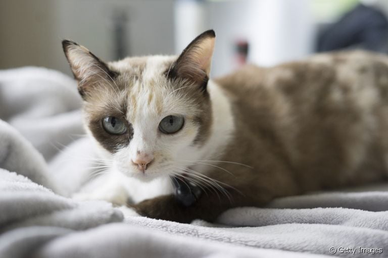  A colite em gatos é uma doença inflamatória intestinal com sintomas bem comuns 