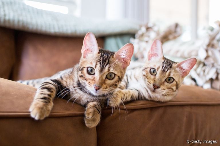 Gatos de raça: saiba como ter esse felinos em casa de maneira segura e responsável