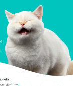 Como deixar seu gato feliz? Veja em infográfico os principais cuidados que você deve ter com seu bichano