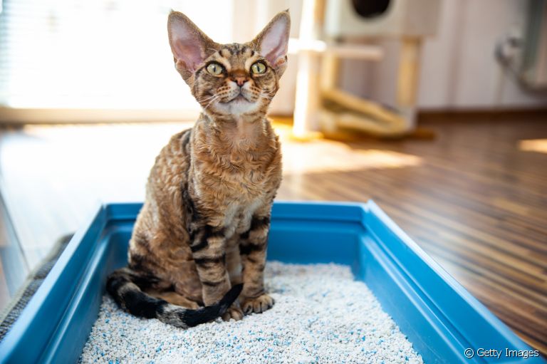 Já ouviu falar na areia para gato sílica? Conheça mais sobre o produto!
