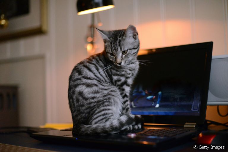Seu bichano ama ficar deitado em cima do notebook? Entenda melhor esse comportamento de gato!
