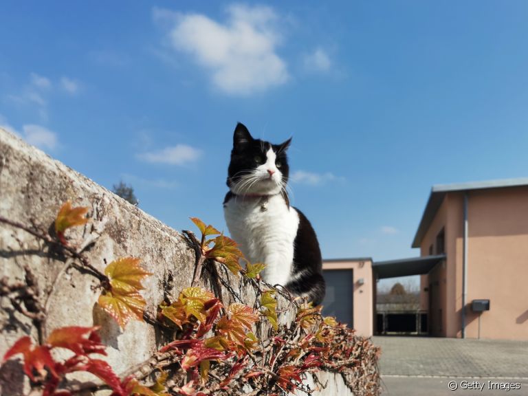 O bigode de gato é uma das partes do corpo responsável por garantir o equilíbrio felino
