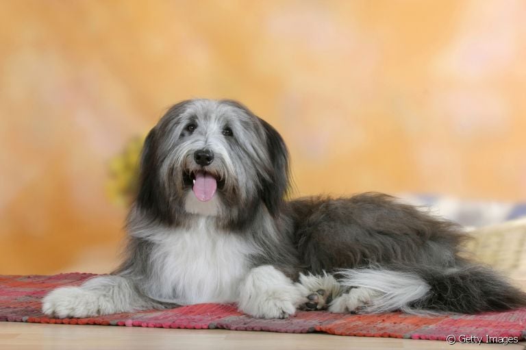  O Bearded Collie é um cachorro carinhoso e muito ativo! 
