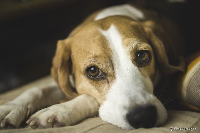  Depressão em cachorro: descubra o que pode causar e como ajudar o seu amigo a superar o quadro 